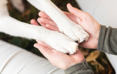 A Guide to Pet First Aid - What every pet owner should know