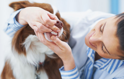 Essential Tips for Pet Care - A Guide to Keeping Your Furry Friends Happy and Healthy